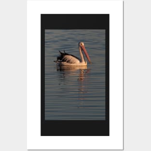 Pelican at Sunset 1 Posters and Art